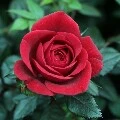 nhân vật nữ tổng hợp