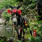 Tiểu Bình Quả-con lừa