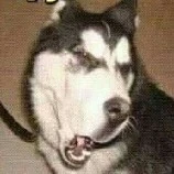 Quạ truyền tin .