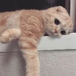 Tác giả đẹp sương sương