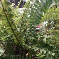 Cỏ