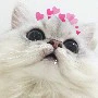 Haru cute