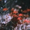 Cỏ