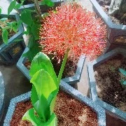 Nhân vật phụ