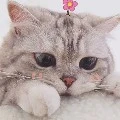 Đa nhân vật