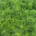 Nhân vật Tổng Hợp Nam