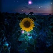 Người qua đường