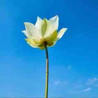 Nhân vật qua đường 