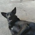 tác giả