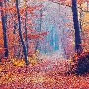 bạn học cùng lớp với Nobita