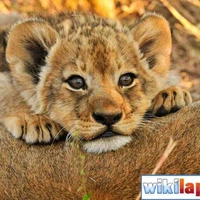 Sư tử 🦁