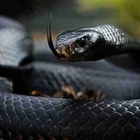 Kathy ( Cực kim quỷ xà )