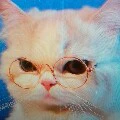momo/thú nuôi của nu9