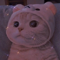 mèo
