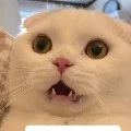 tất cả mn
