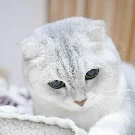 Mèo Sa Ma