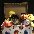 Yeontan