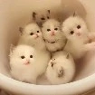 Nhân vật quần chúng + phụ( đa năng)