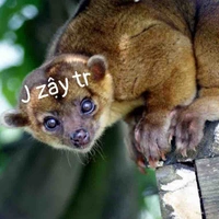 Moè cà Ri
