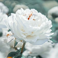 Mẫu đơn