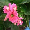Các tiểu thư trong buổi tiệc