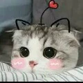 TG cute phô mai que