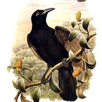 quạ truyền tin