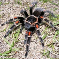 chú nhện dễ thương=))