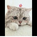 Tác giả cute ❤❤❤