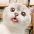 Y/n