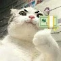 tác giả cuto phô mai kéo sợi