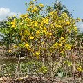Nhân vật tổng hợp