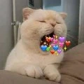 Tác giả dễ thương cute phô mai que