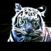 tiểu hổ (white tiger)