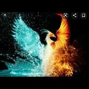 tiểu phượng (phượng hoàng lửa nước