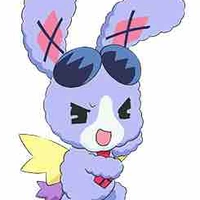 Usagi quản lý dressing pafe