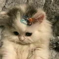 Meo!!! ( Thú Cưng )