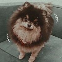 XEM NGAY Thông tin về chú chó Yeontan của V BTS cực dễ thương