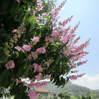 nhân vật phụ