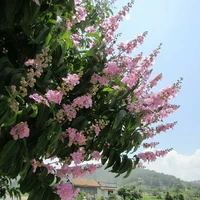 nhân vật phụ
