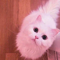 Tất cả nữ sinh trường Nacy