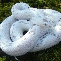 Vanilla ( pet )