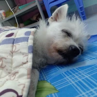 Quỷ