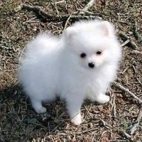 MILO