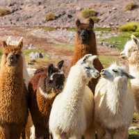 nhân vật quần chúng