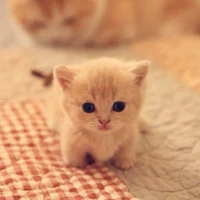hệ thống * tiểu cầu cầu*