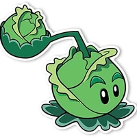 Cabbage