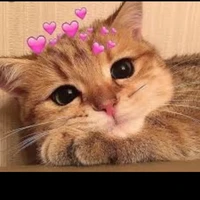 pet cưng của hội