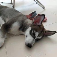 tác giả
