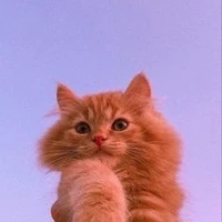 Confession trường